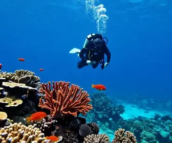 Aventuras Subaquáticas em Arraial do Cabo: Mergulho com Certificado Aventuras Subaquáticas em Arraial do Cabo: Mergulho com Certificado
