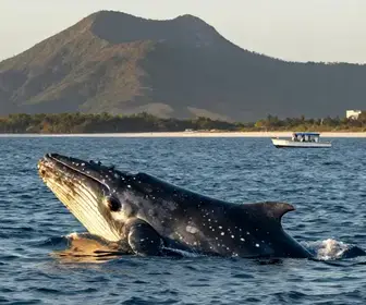 Baleias Jubarte: Encantos e Observação em Arraial do Cabo