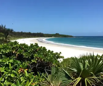 Descubra a Beleza da Restinga de Massambaba em Arraial do Cabo