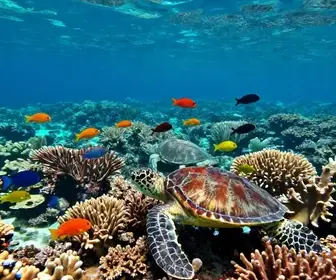 Descubra a Fascinante Fauna Marinha de Arraial do Cabo